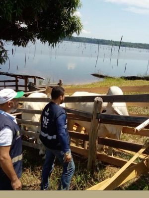 A Agência de Defesa Agropecuária e Florestal do Estado do Amazonas (Adaf) deu início às ações do Programa de Vigilância Baseada em Risco (PVBR), que visitará 419 propriedades, inspecionando rebanho e conversando com os produtores para manter o status sanitário de livre de febre aftosa sem vacinação, conquistado pelo Amazonas. As vistorias devem ser concluídas até 20 de junho.