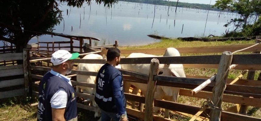 A Agência de Defesa Agropecuária e Florestal do Estado do Amazonas (Adaf) deu início às ações do Programa de Vigilância Baseada em Risco (PVBR), que visitará 419 propriedades, inspecionando rebanho e conversando com os produtores para manter o status sanitário de livre de febre aftosa sem vacinação, conquistado pelo Amazonas. As vistorias devem ser concluídas até 20 de junho.
